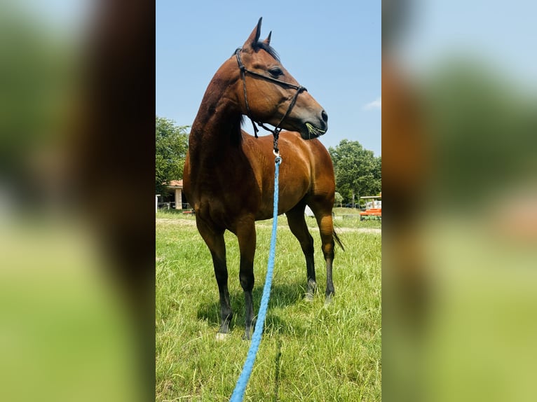 American Quarter Horse Stute 5 Jahre 150 cm Brauner in Sedena