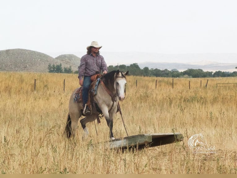 American Quarter Horse Stute 5 Jahre 150 cm Buckskin in Cody, WY
