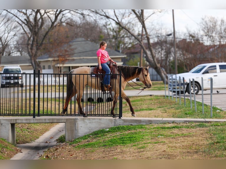 American Quarter Horse Stute 5 Jahre 150 cm Buckskin in Forney