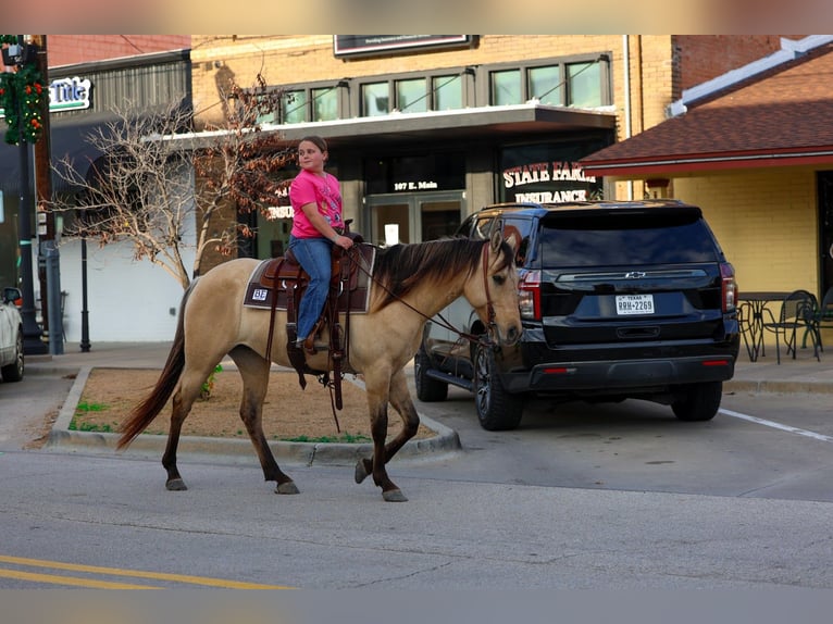 American Quarter Horse Stute 5 Jahre 150 cm Buckskin in Forney