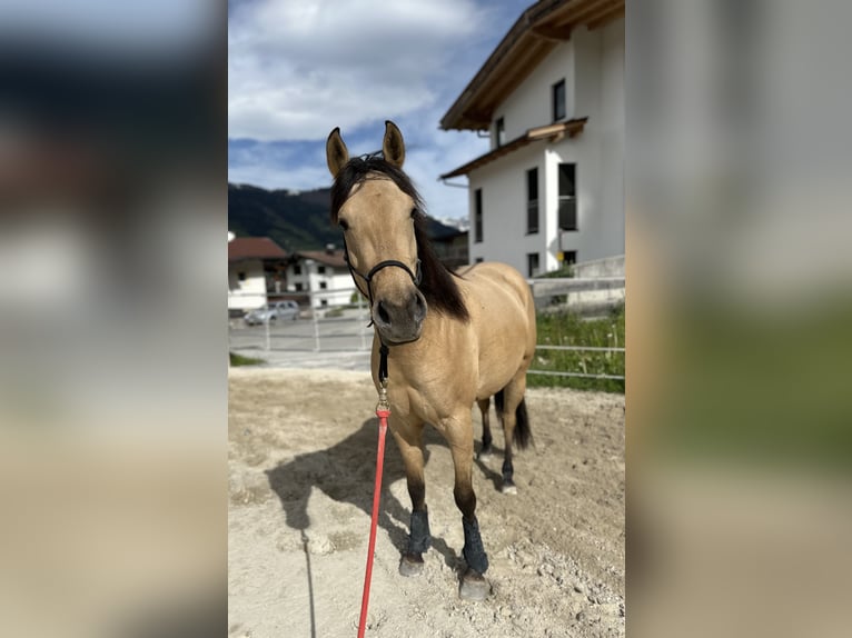 American Quarter Horse Stute 5 Jahre 150 cm Buckskin in Großvolderberg