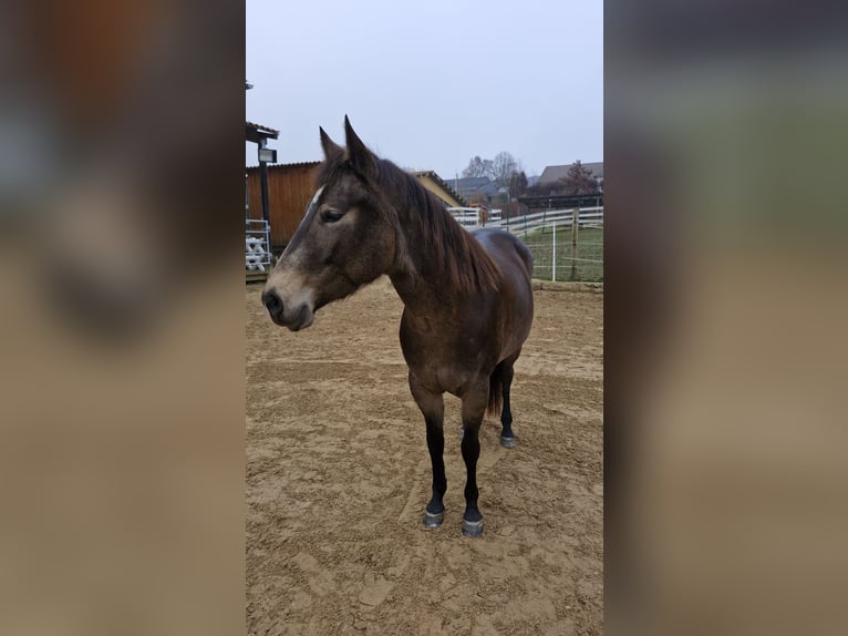 American Quarter Horse Stute 5 Jahre 150 cm Buckskin in Hitzhofen