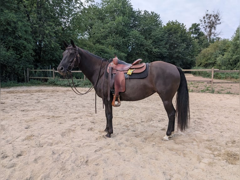 American Quarter Horse Stute 5 Jahre 150 cm Dunkelbrauner in Hückelhoven