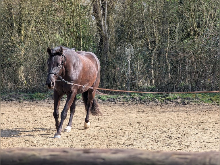 American Quarter Horse Stute 5 Jahre 150 cm Dunkelbrauner in Hückelhoven