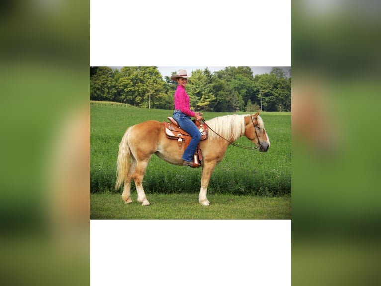 American Quarter Horse Stute 5 Jahre 150 cm Dunkelfuchs in Camden MI