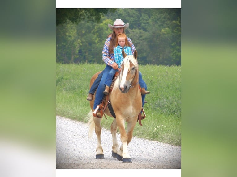 American Quarter Horse Stute 5 Jahre 150 cm Dunkelfuchs in Camden MI