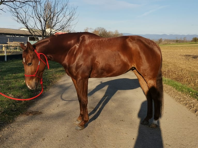 American Quarter Horse Stute 5 Jahre 150 cm Dunkelfuchs in Kappelen