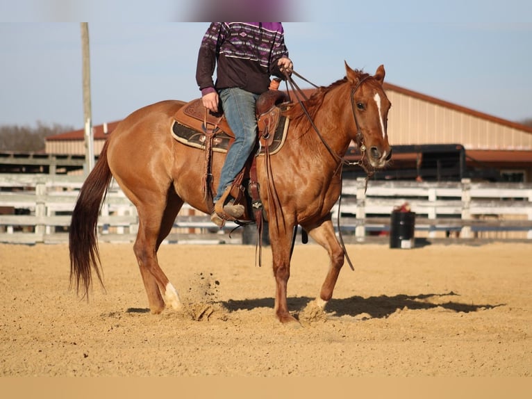 American Quarter Horse Stute 5 Jahre 150 cm Falbe in Greenville