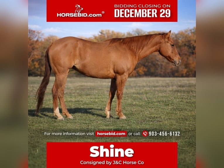 American Quarter Horse Stute 5 Jahre 150 cm Falbe in Greenville