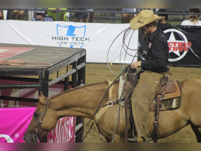 American Quarter Horse Stute 5 Jahre 150 cm Falbe in Greenville