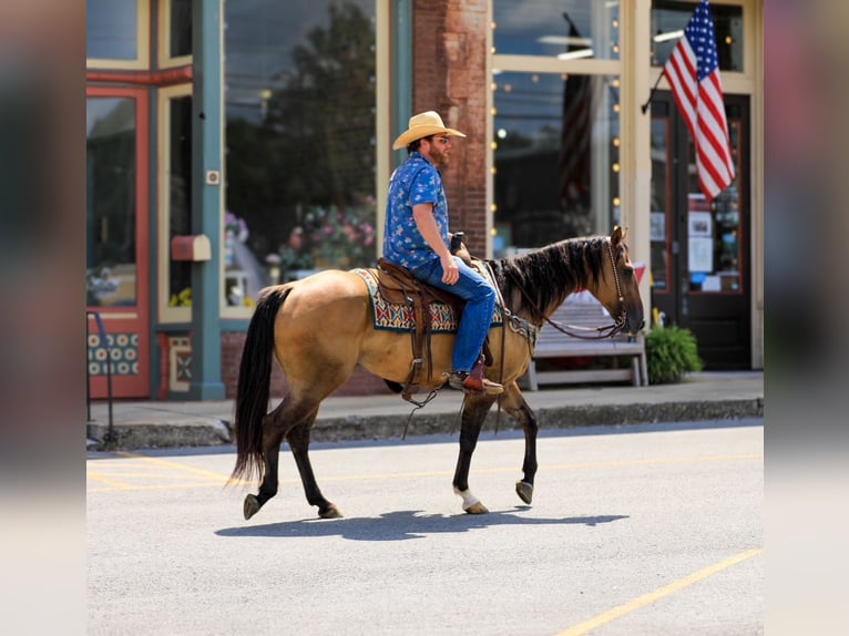 American Quarter Horse Stute 5 Jahre 150 cm Falbe in Santa Fe, TN