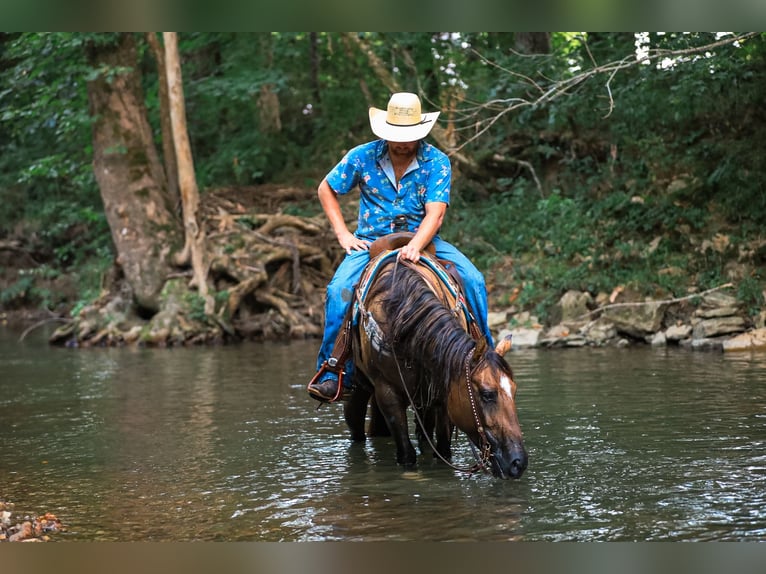 American Quarter Horse Stute 5 Jahre 150 cm Falbe in Santa Fe, TN