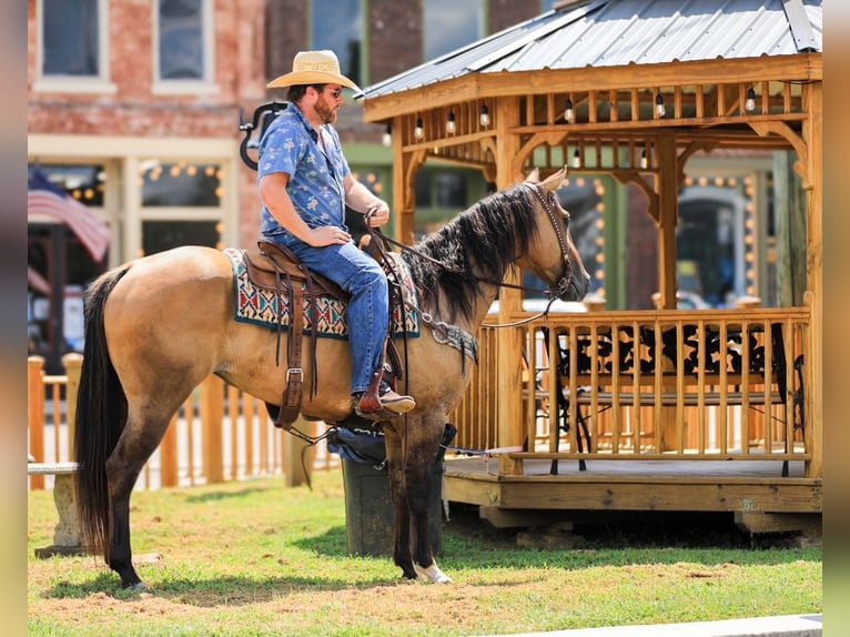 American Quarter Horse Stute 5 Jahre 150 cm Falbe in Santa Fe, TN