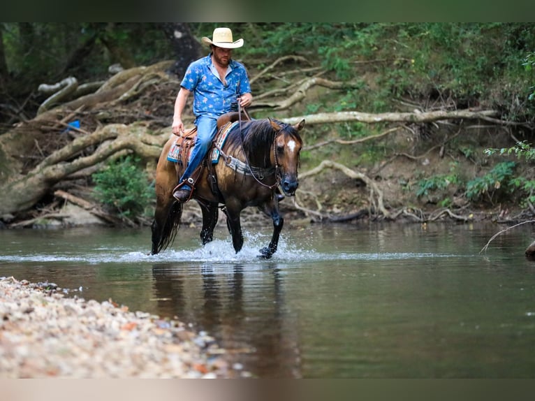 American Quarter Horse Stute 5 Jahre 150 cm Falbe in Santa Fe, TN