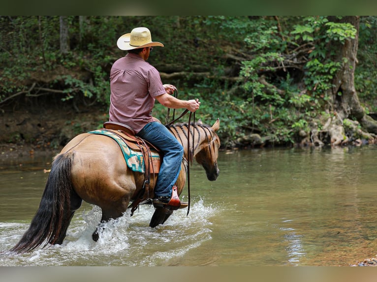 American Quarter Horse Stute 5 Jahre 150 cm Falbe in Santa Fe, TN