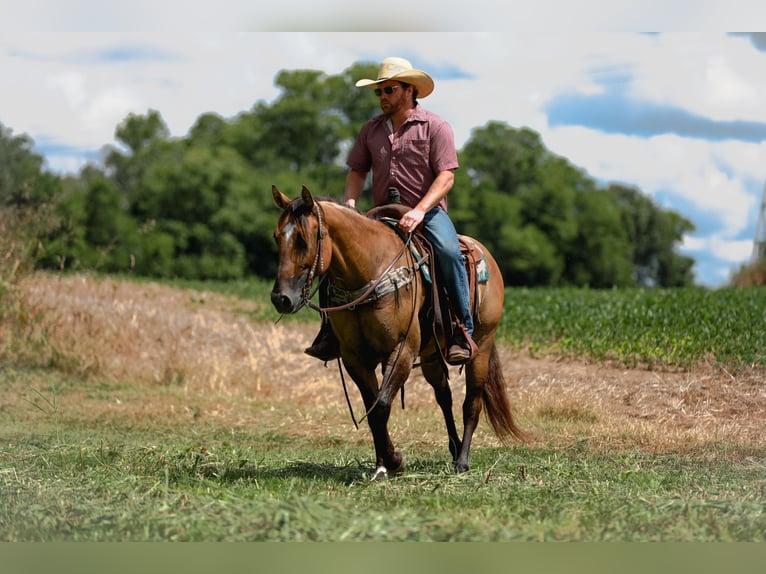 American Quarter Horse Stute 5 Jahre 150 cm Falbe in Santa Fe, TN