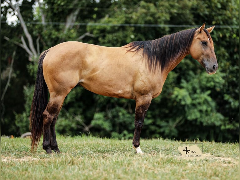 American Quarter Horse Stute 5 Jahre 150 cm Falbe in Santa Fe, TN