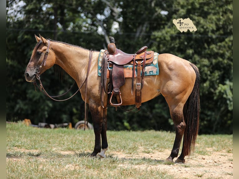 American Quarter Horse Stute 5 Jahre 150 cm Falbe in Santa Fe, TN