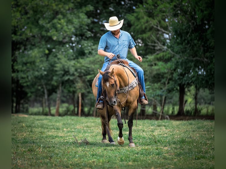 American Quarter Horse Stute 5 Jahre 150 cm Falbe in Santa Fe, TN