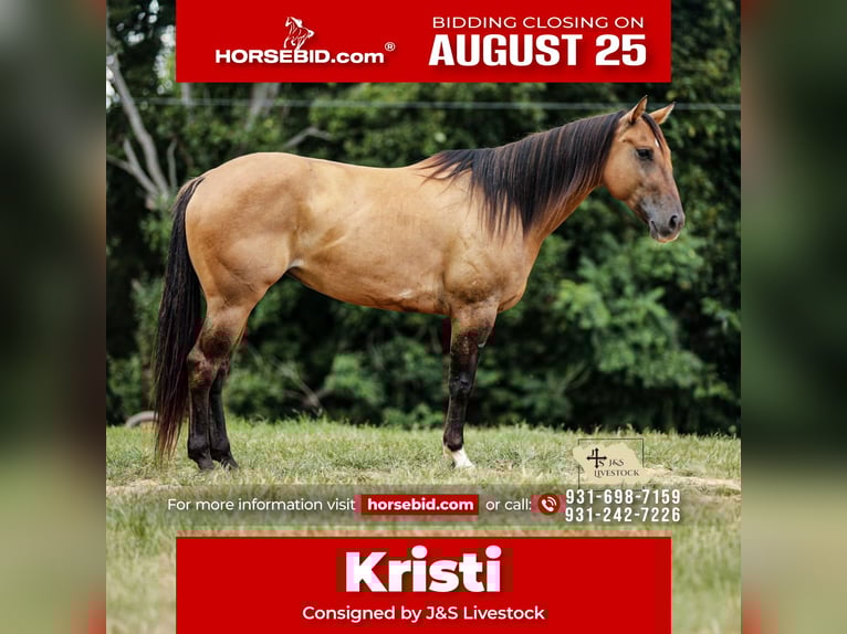 American Quarter Horse Stute 5 Jahre 150 cm Falbe in Santa Fe, TN