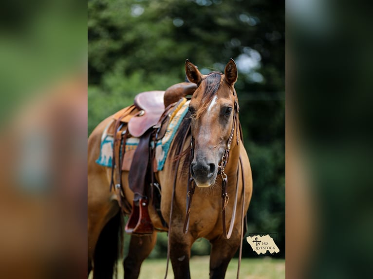 American Quarter Horse Stute 5 Jahre 150 cm Falbe in Santa Fe, TN