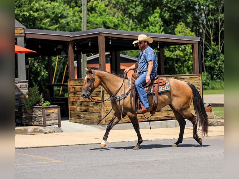 American Quarter Horse Stute 5 Jahre 150 cm Falbe in Santa Fe, TN