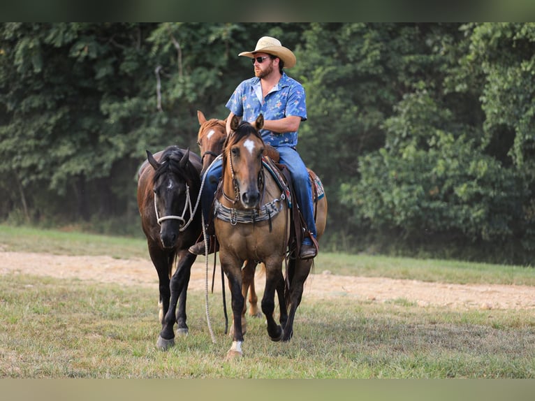 American Quarter Horse Stute 5 Jahre 150 cm Falbe in Santa Fe, TN