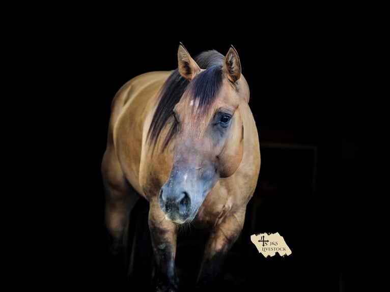 American Quarter Horse Stute 5 Jahre 150 cm Falbe in Santa Fe, TN
