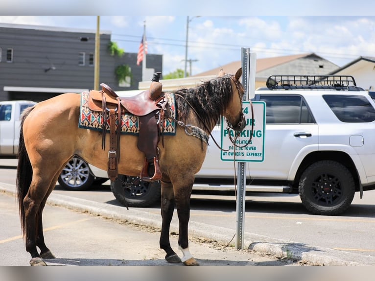 American Quarter Horse Stute 5 Jahre 150 cm Falbe in Santa Fe, TN