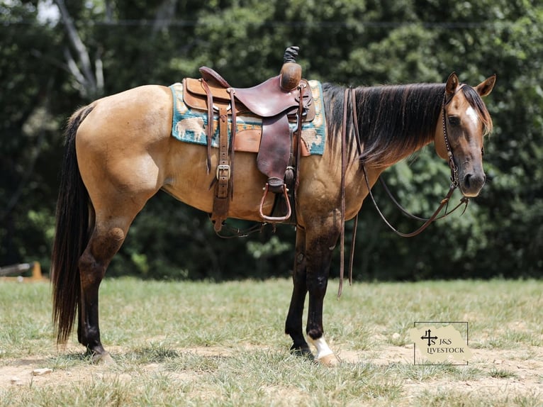 American Quarter Horse Stute 5 Jahre 150 cm Falbe in Santa Fe, TN