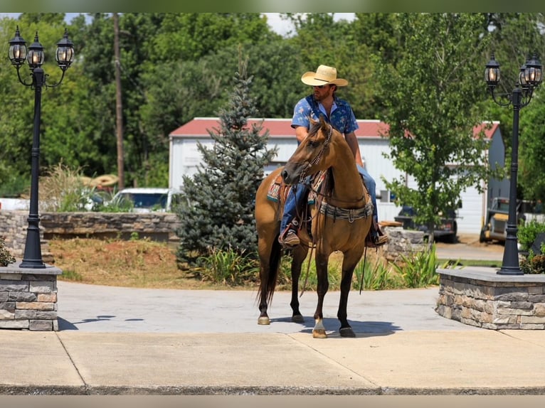 American Quarter Horse Stute 5 Jahre 150 cm Falbe in Santa Fe, TN