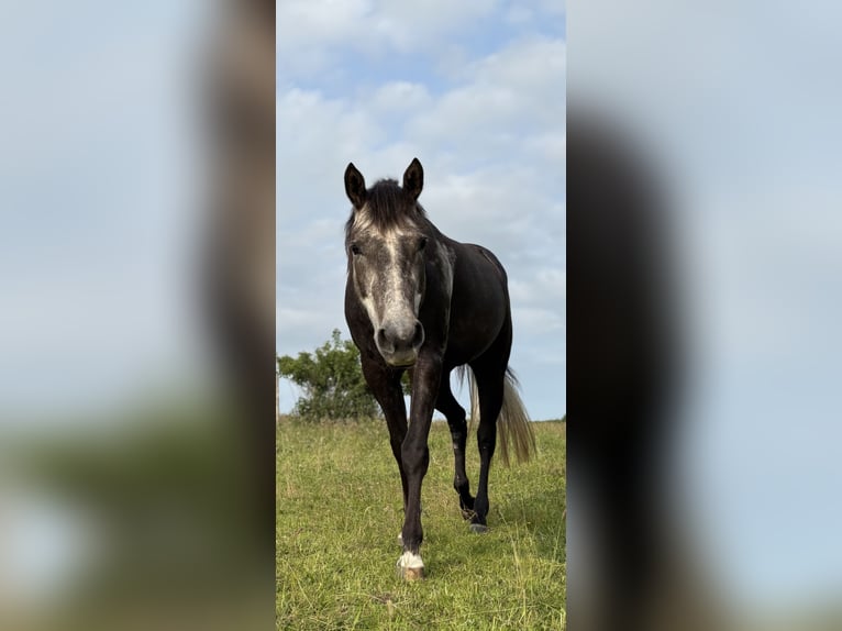American Quarter Horse Stute 5 Jahre 150 cm in Neukirchen