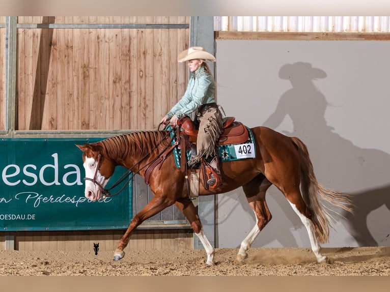 American Quarter Horse Stute 5 Jahre 150 cm Fuchs in Kürten