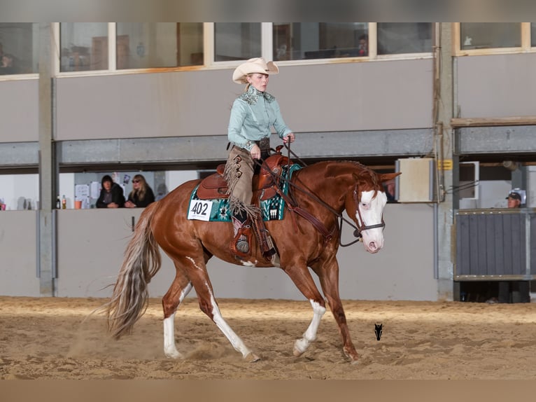 American Quarter Horse Stute 5 Jahre 150 cm Fuchs in Kürten