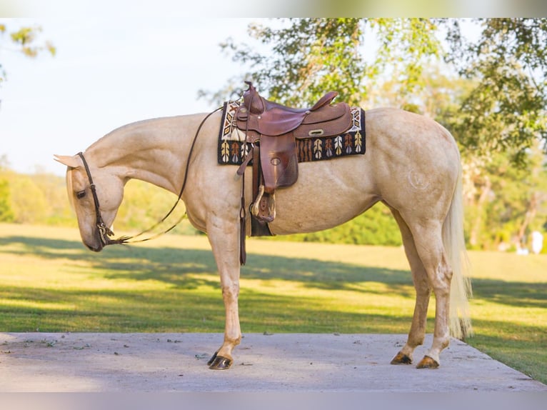 American Quarter Horse Stute 5 Jahre 150 cm Palomino in New Holland