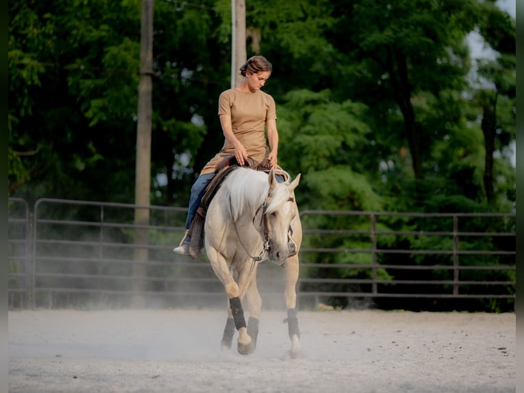 American Quarter Horse Stute 5 Jahre 150 cm Palomino in New Holland