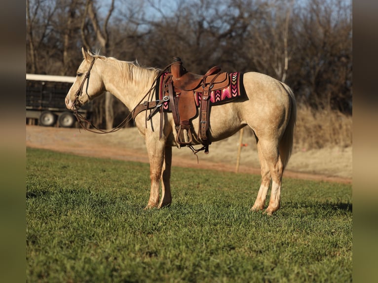 American Quarter Horse Stute 5 Jahre 150 cm Palomino in Elgin