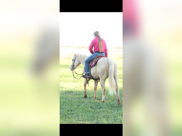 American Quarter Horse Stute 5 Jahre 150 cm Palomino in Elgin