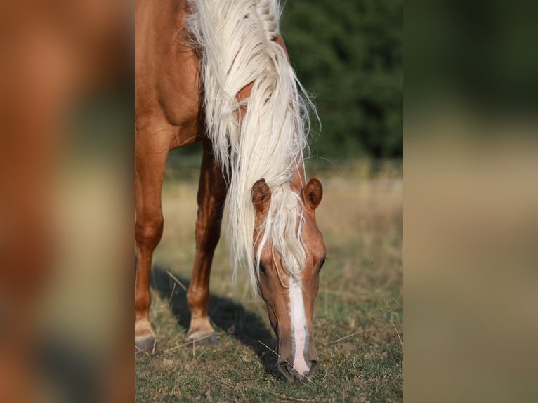 American Quarter Horse Stute 5 Jahre 150 cm Palomino in Kierspe