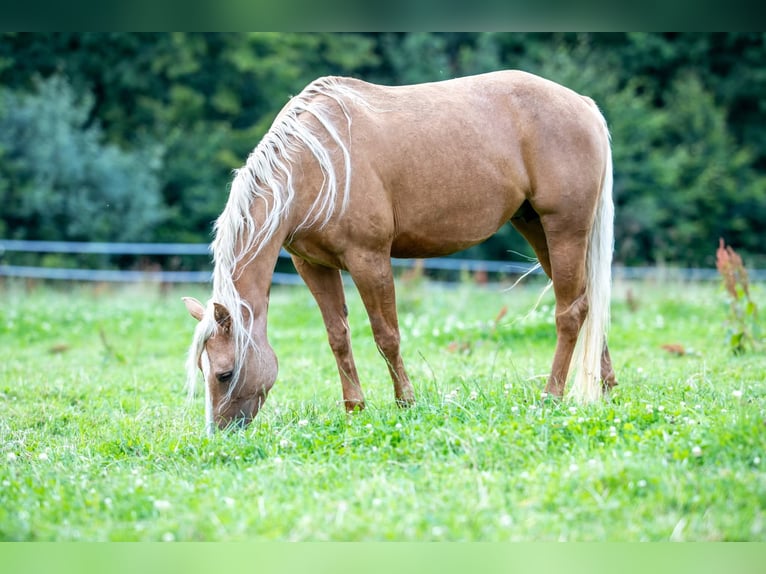 American Quarter Horse Stute 5 Jahre 150 cm Palomino in Kierspe
