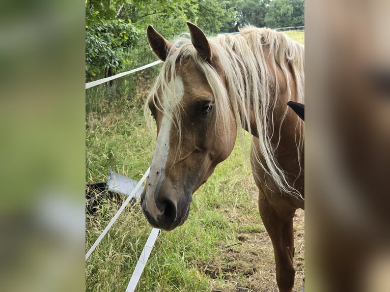 American Quarter Horse Stute 5 Jahre 150 cm Palomino in Kierspe