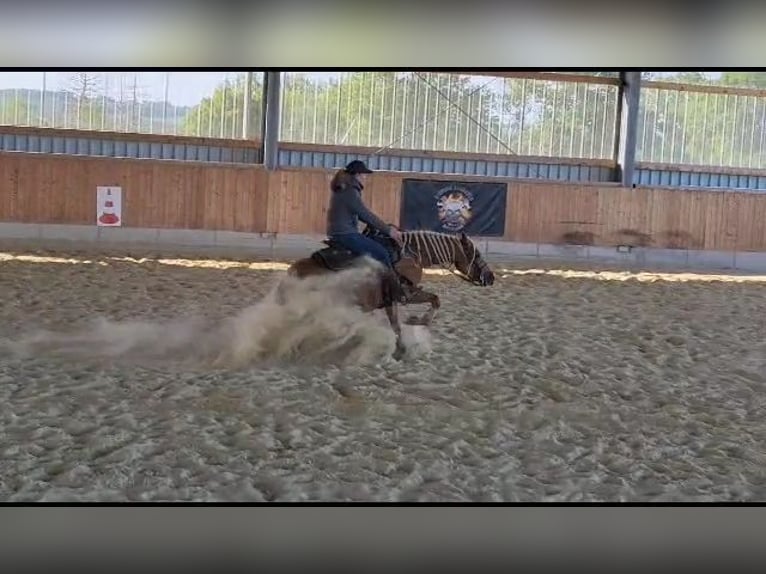 American Quarter Horse Stute 5 Jahre 150 cm Palomino in Kierspe