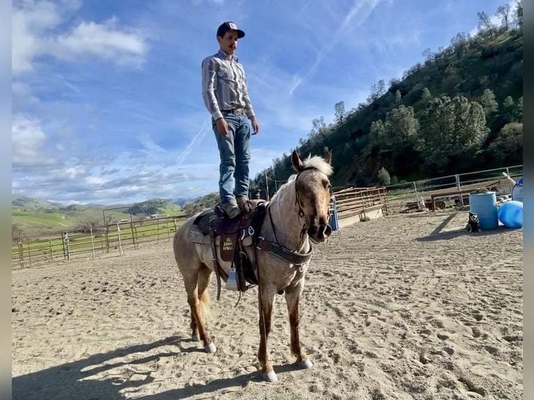 American Quarter Horse Stute 5 Jahre 150 cm Palomino in Bitterwater CA