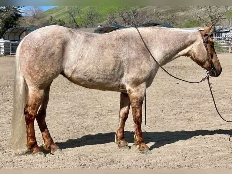 American Quarter Horse Stute 5 Jahre 150 cm Palomino in Bitterwater CA