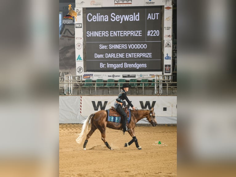 American Quarter Horse Stute 5 Jahre 150 cm Palomino in Gro&#xDF; Enzersdorf