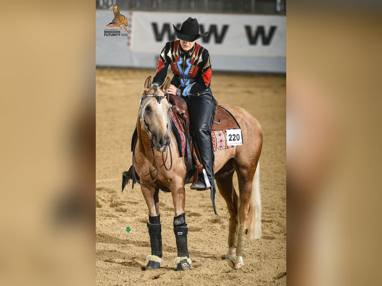 American Quarter Horse Stute 5 Jahre 150 cm Palomino in Gro&#xDF; Enzersdorf