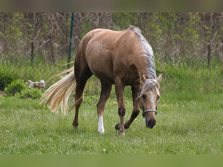 American Quarter Horse Stute 5 Jahre 150 cm Palomino in Gro&#xDF; Enzersdorf
