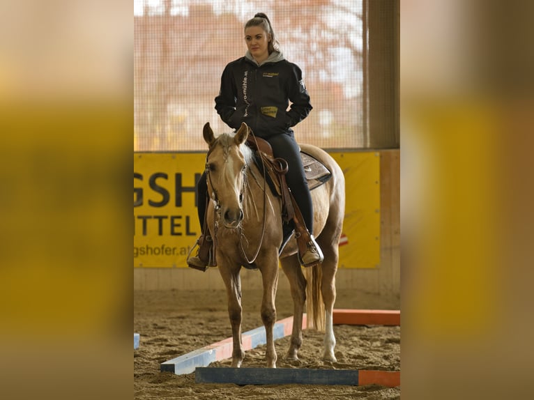 American Quarter Horse Stute 5 Jahre 150 cm Palomino in Gro&#xDF; Enzersdorf