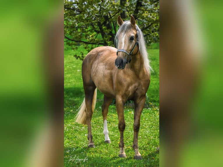 American Quarter Horse Stute 5 Jahre 150 cm Palomino in Gro&#xDF; Enzersdorf