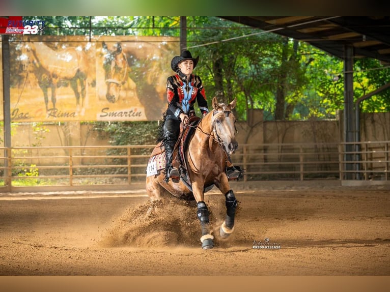 American Quarter Horse Stute 5 Jahre 150 cm Palomino in Gro&#xDF; Enzersdorf